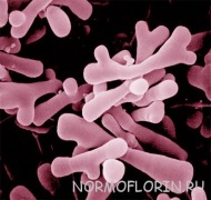 B. Bifidum Bb-G90