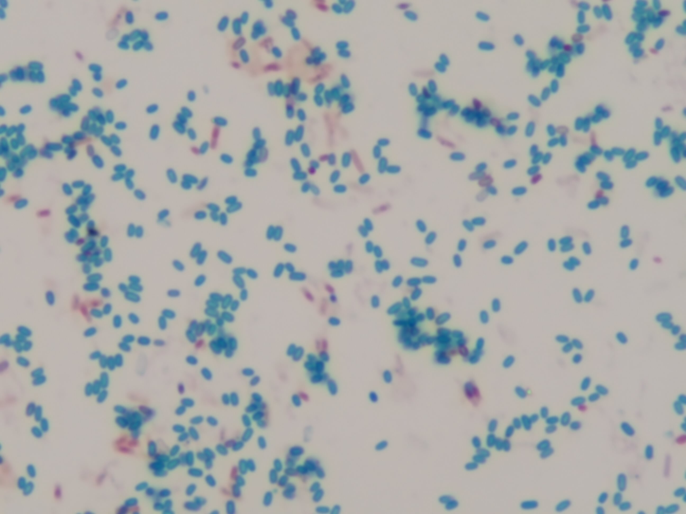 Bacillus licheniformis