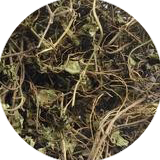 Bacopa Monnieri Extract