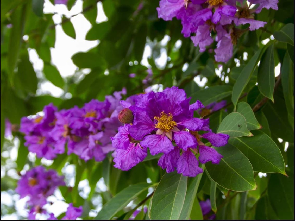 Banaba extract