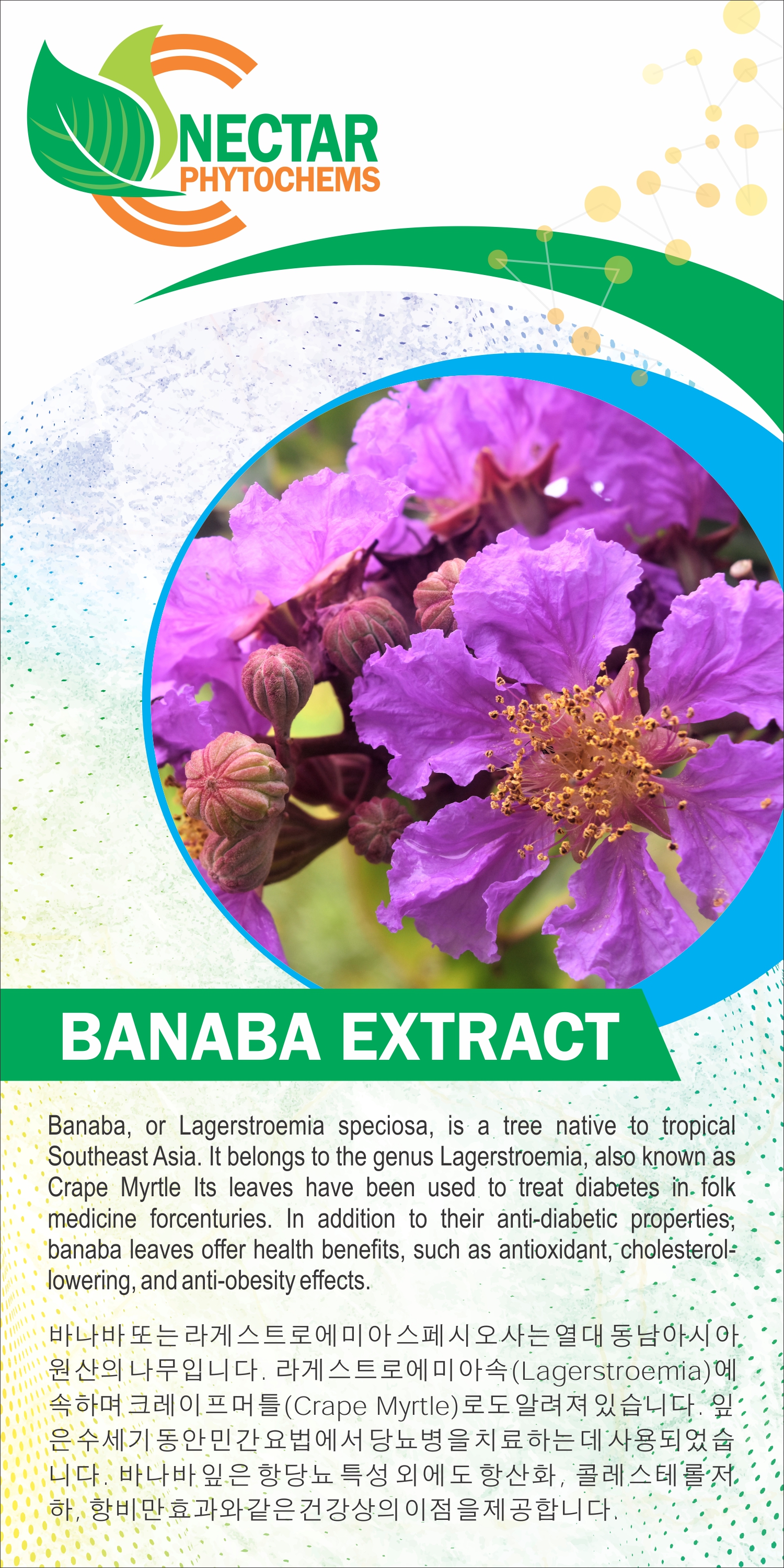 Banaba Extract
