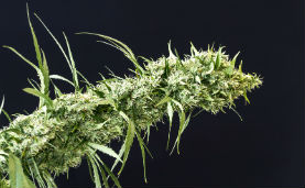 Bedrocan - THC 22% |  CBD <1.0%