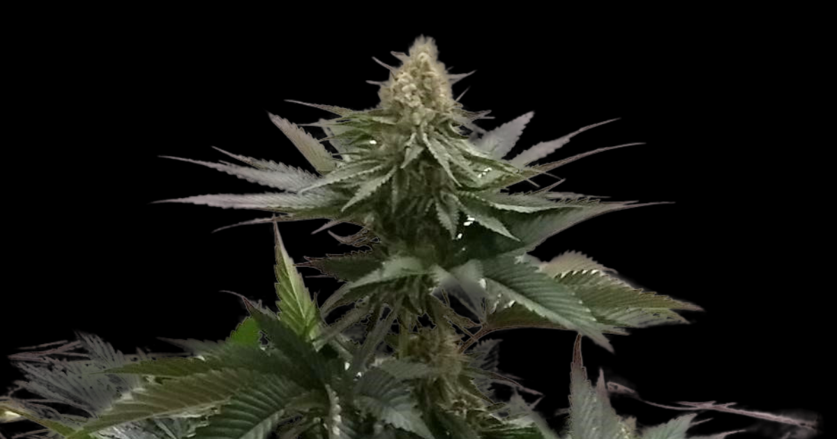 Bedrolina®-  THC 14% | CBD <1.0% 1
