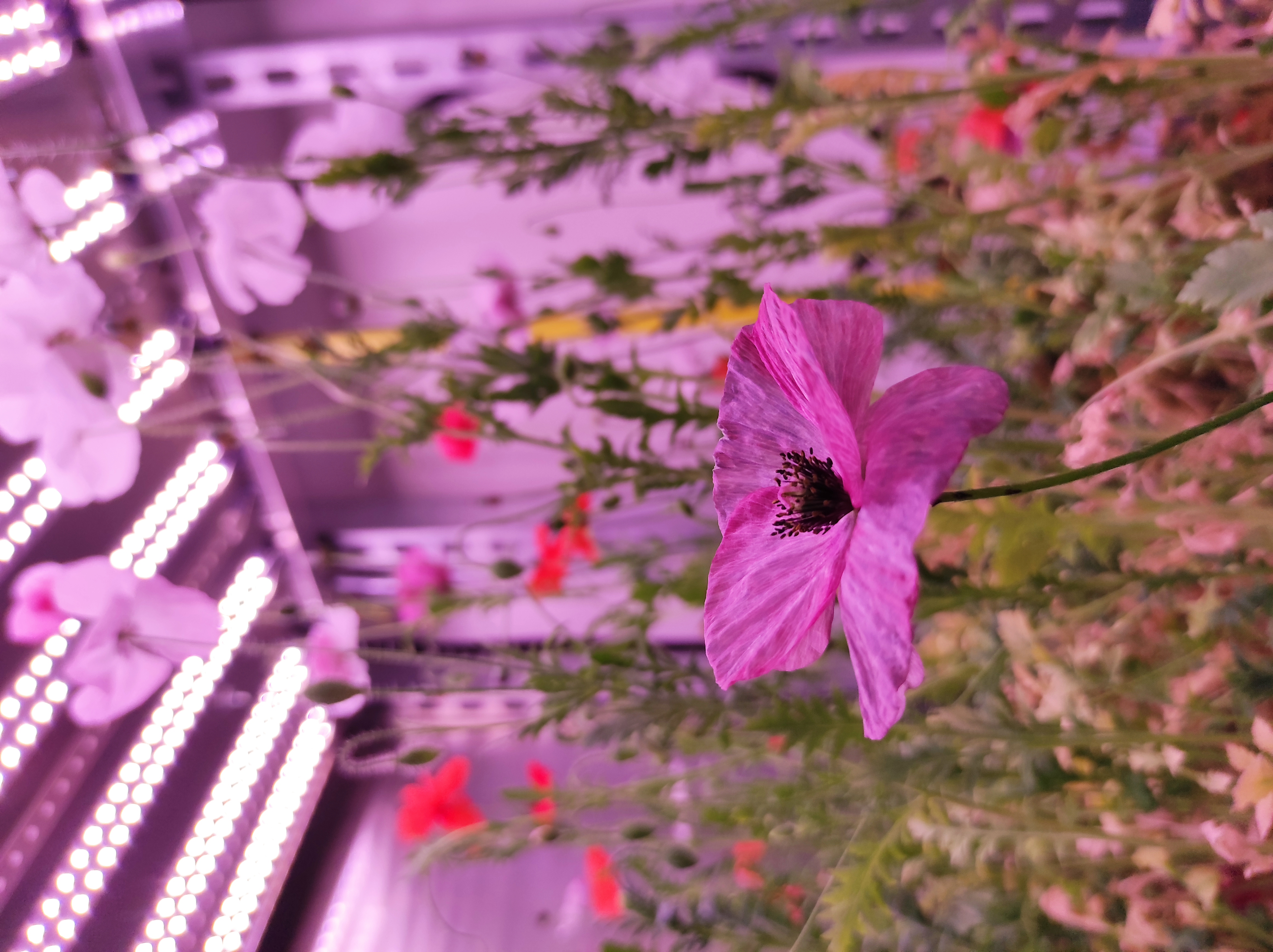 Behavioral Studies and cultivation optimization