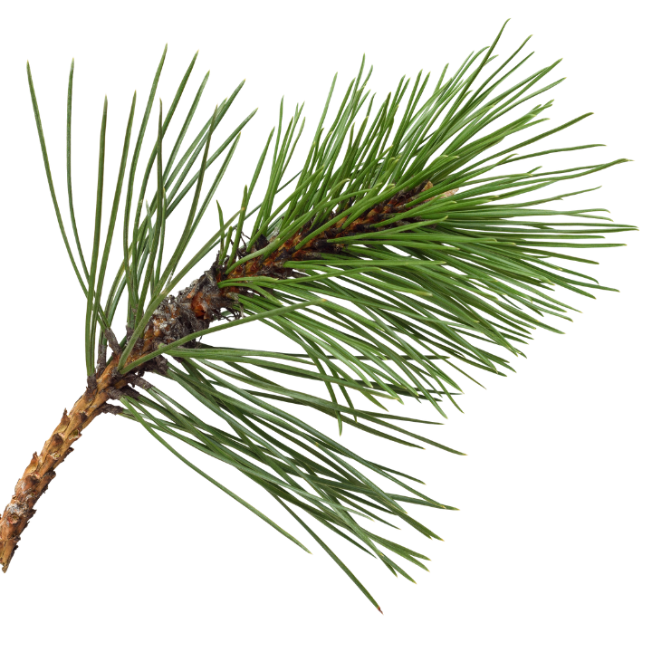 Beta-Pinene