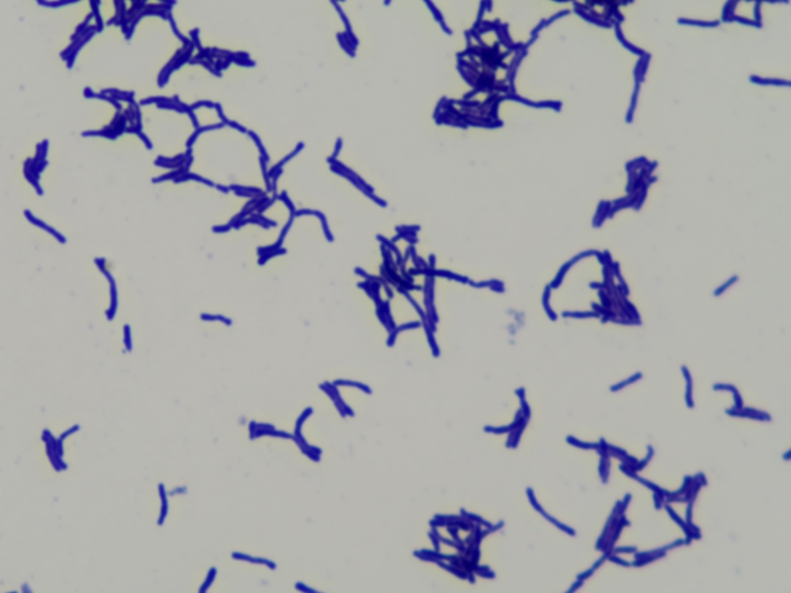 Bifidobacterium longum