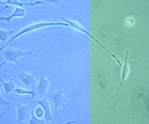Biocompatibility