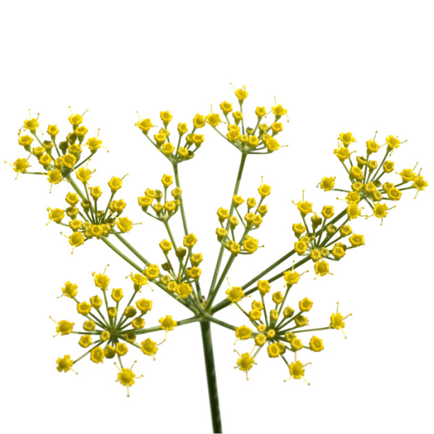 Bitter Fennel Oil