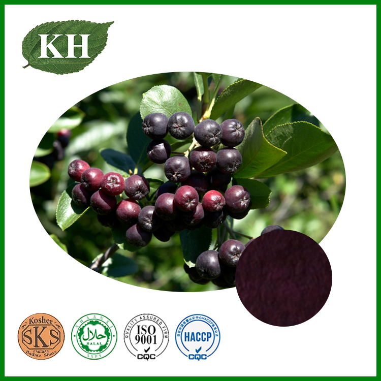 Black Chokeberry Extract
