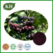 Black Chokeberry Extract