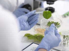 Botanical ID Testing by HPLC & HPTLC