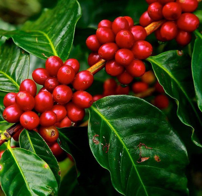 Caffeine (Natural)