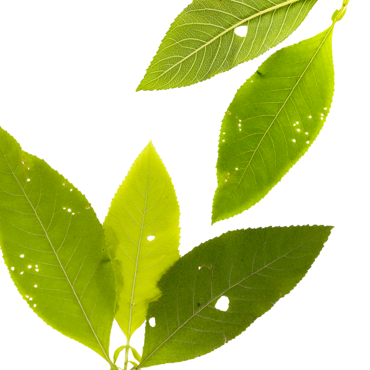 Camphor Racemic