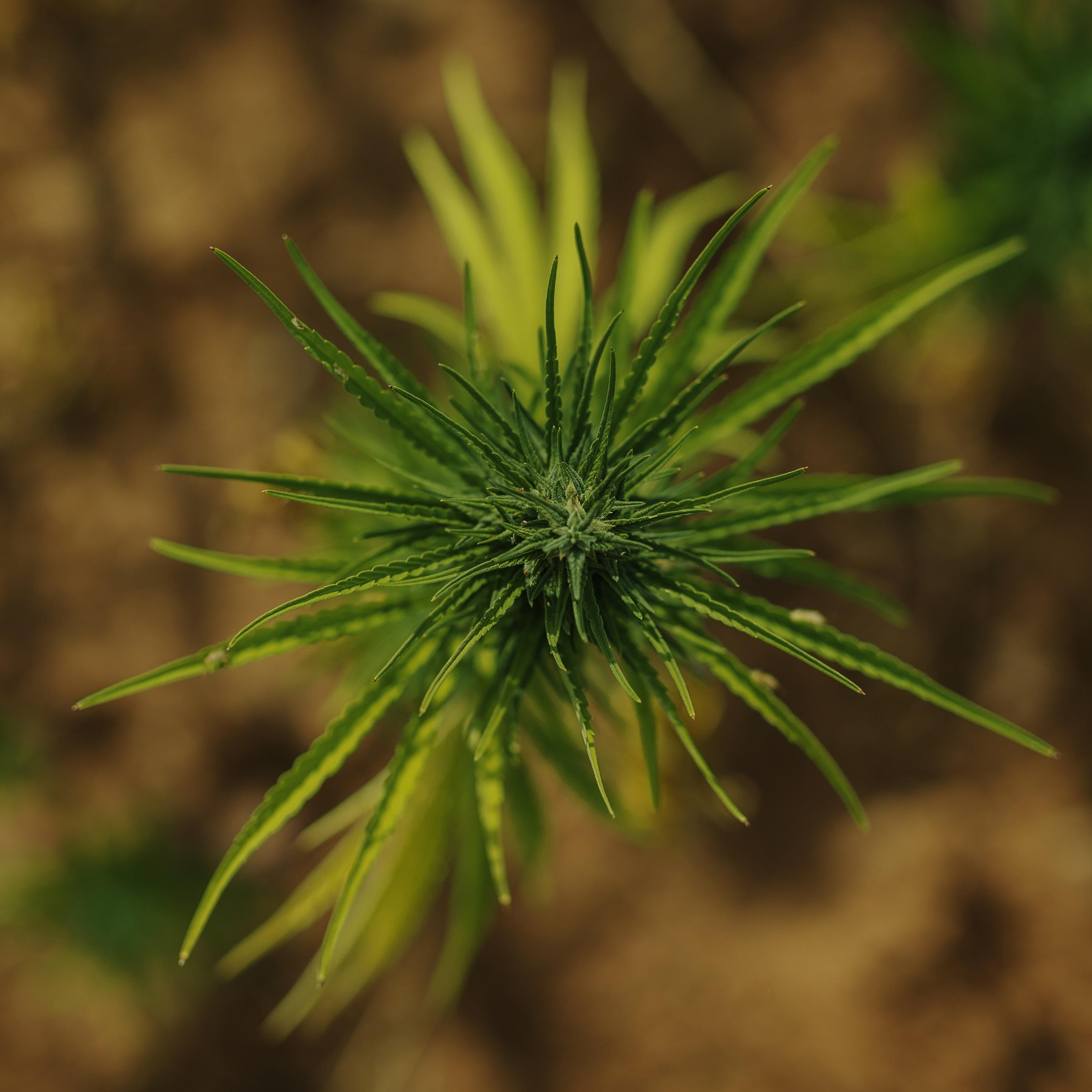 Cannabidiol (CBD) API