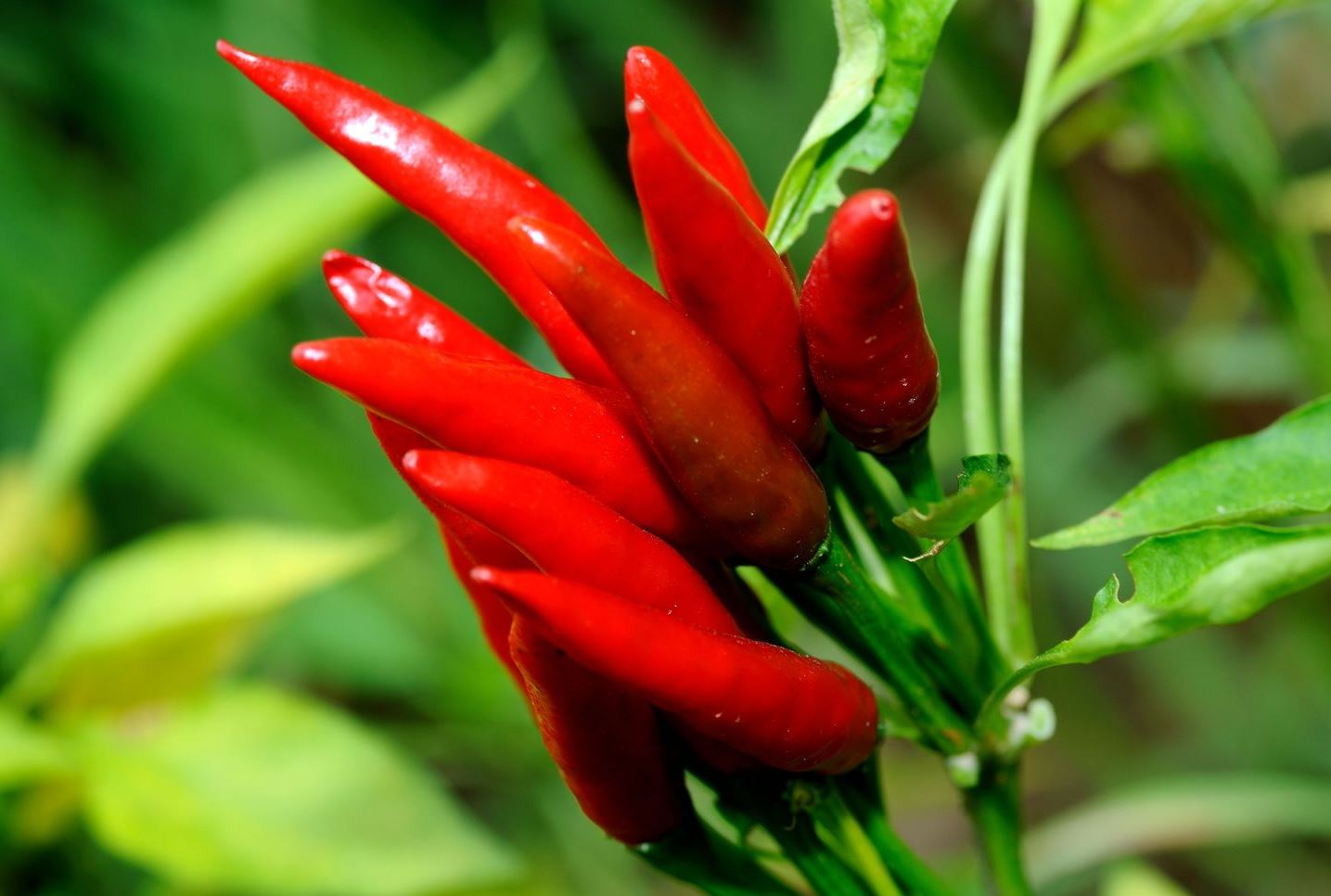 Capsicum oleoresin