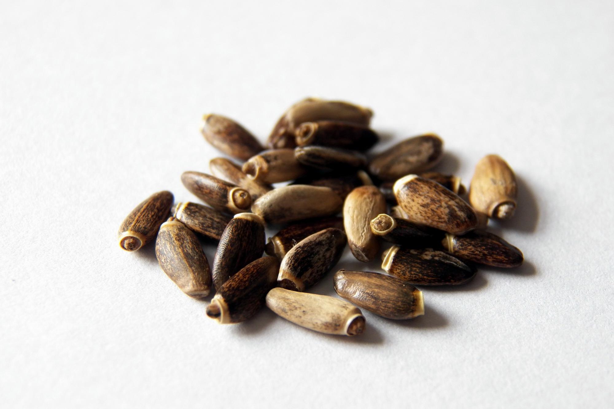 Carduus Marianus Extract 3