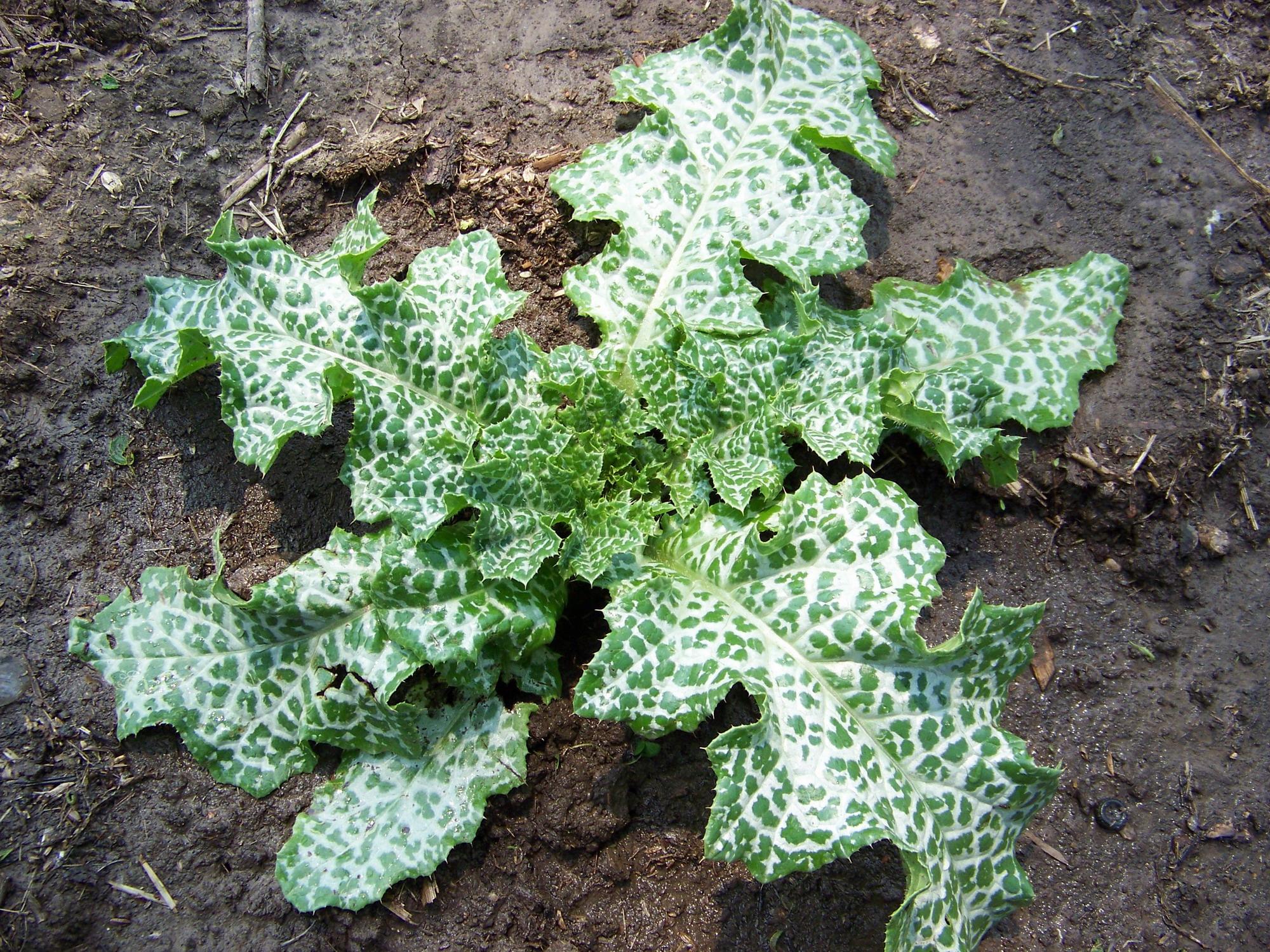 Carduus Marianus Extract 2