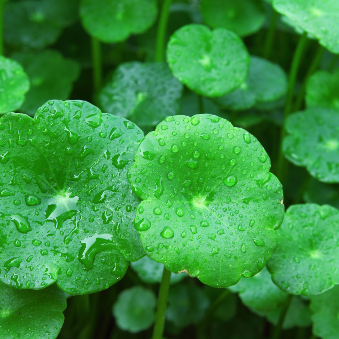 CENTELLA ASIATICA