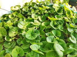 Centella Extract