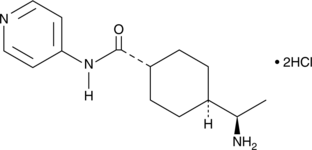 CGMP Y-27632 (hydrochloride) Ancillary Material