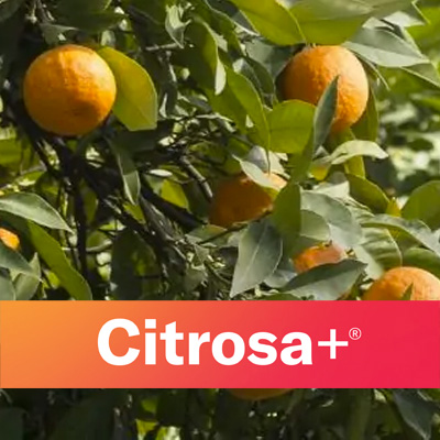 Citrosa+