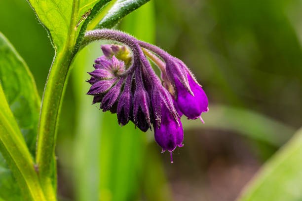 Comfrey Liquid Extract (EMA) 2