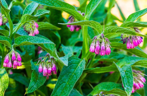 Comfrey Liquid Extract (EMA) 1