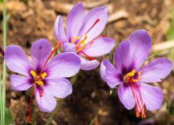 CROCUS SATIVUS EXTRACT