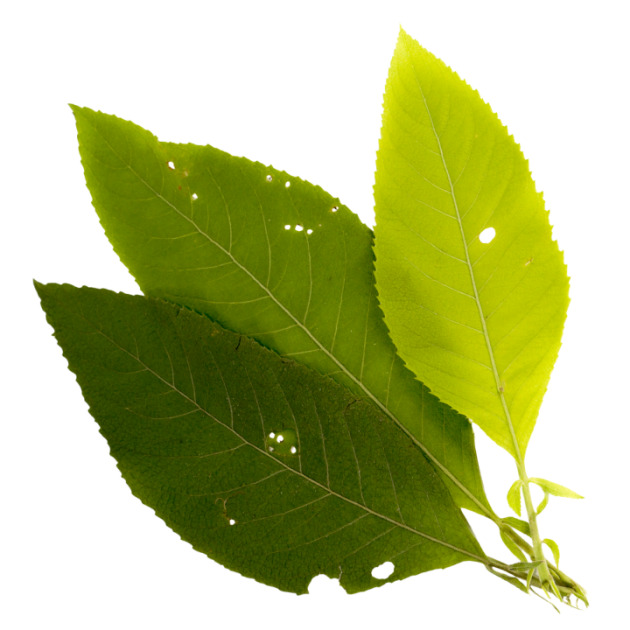 D-Camphor