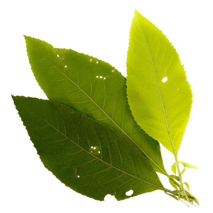 D-Camphor