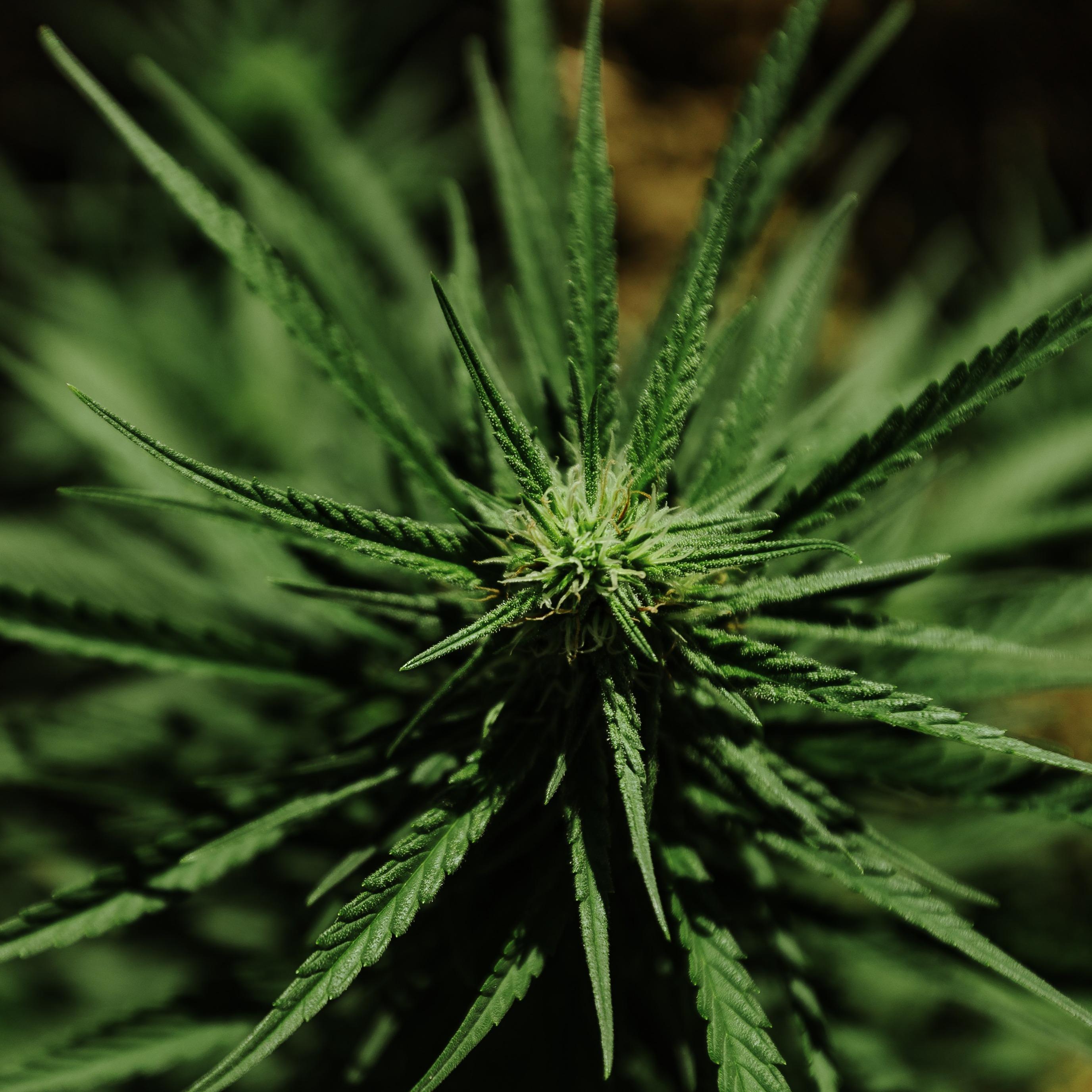 Delta-9-Tetrahydrocannabinol (THC) API
