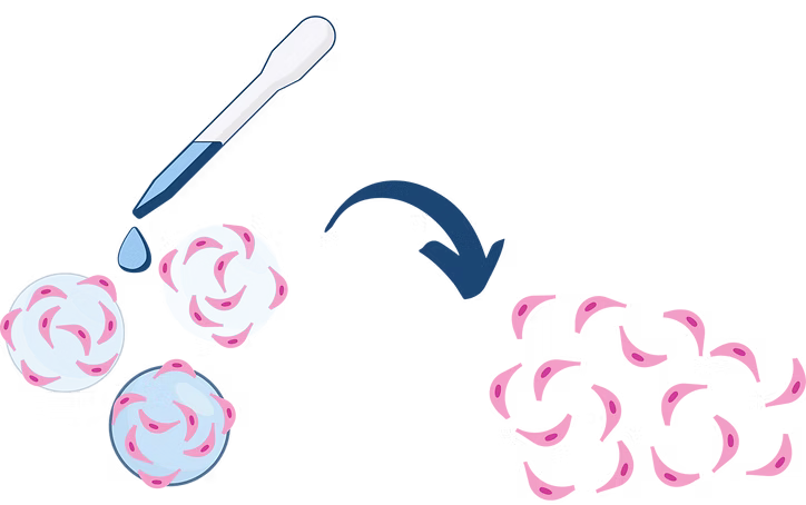 Dissolvable Microcarriers 1