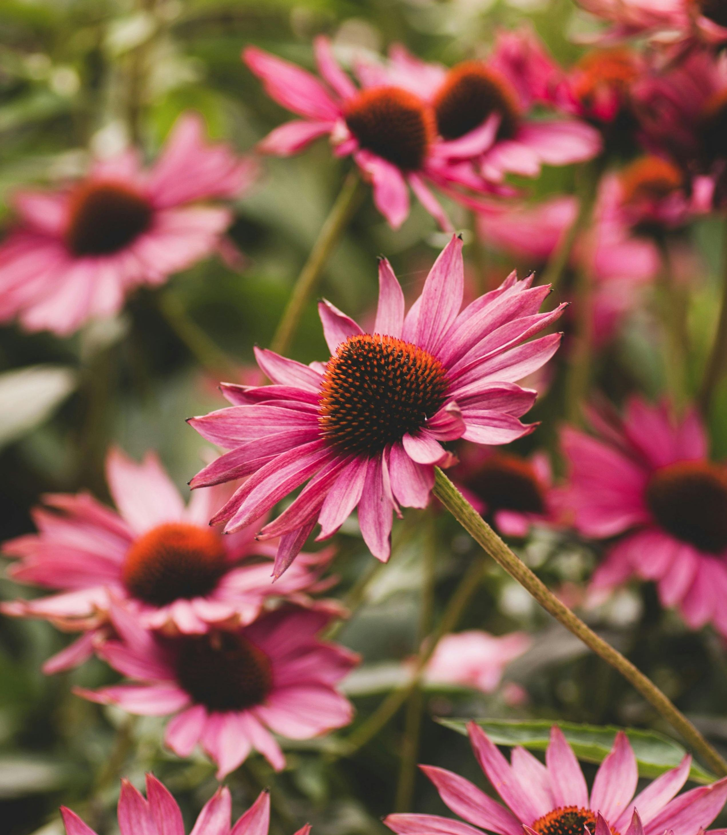 Echinacea Purpurea Extract