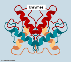 Enzymes