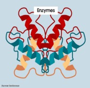 Enzymes