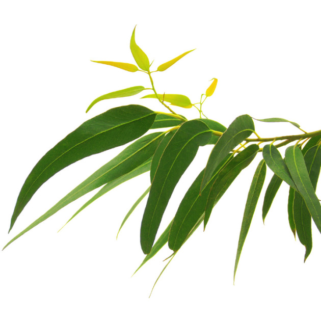 Eucalyptus Oil