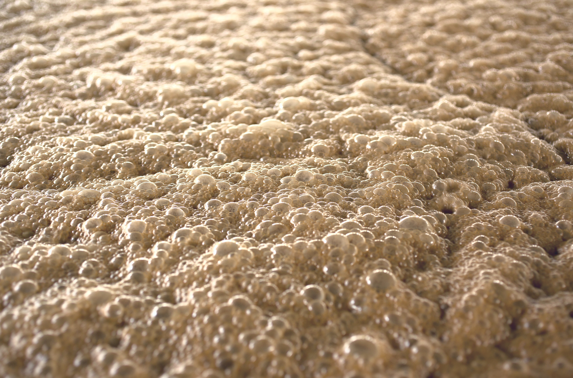 FOAM CONTROL SOLUTIONS FOR FERMENTATION PROCESSES