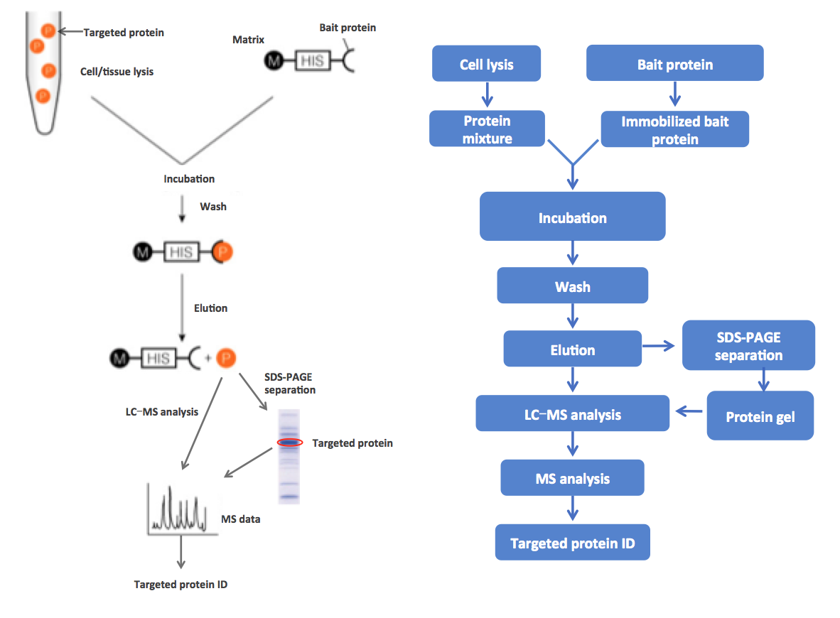 Fusion Protein Interaction Analysis Service | Pull-Down and MS