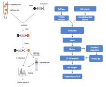 Fusion Protein Interaction Analysis Service | Pull-Down and MS
