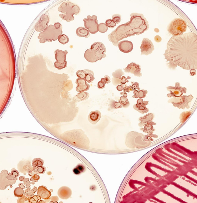 Gene and Cell Therapy