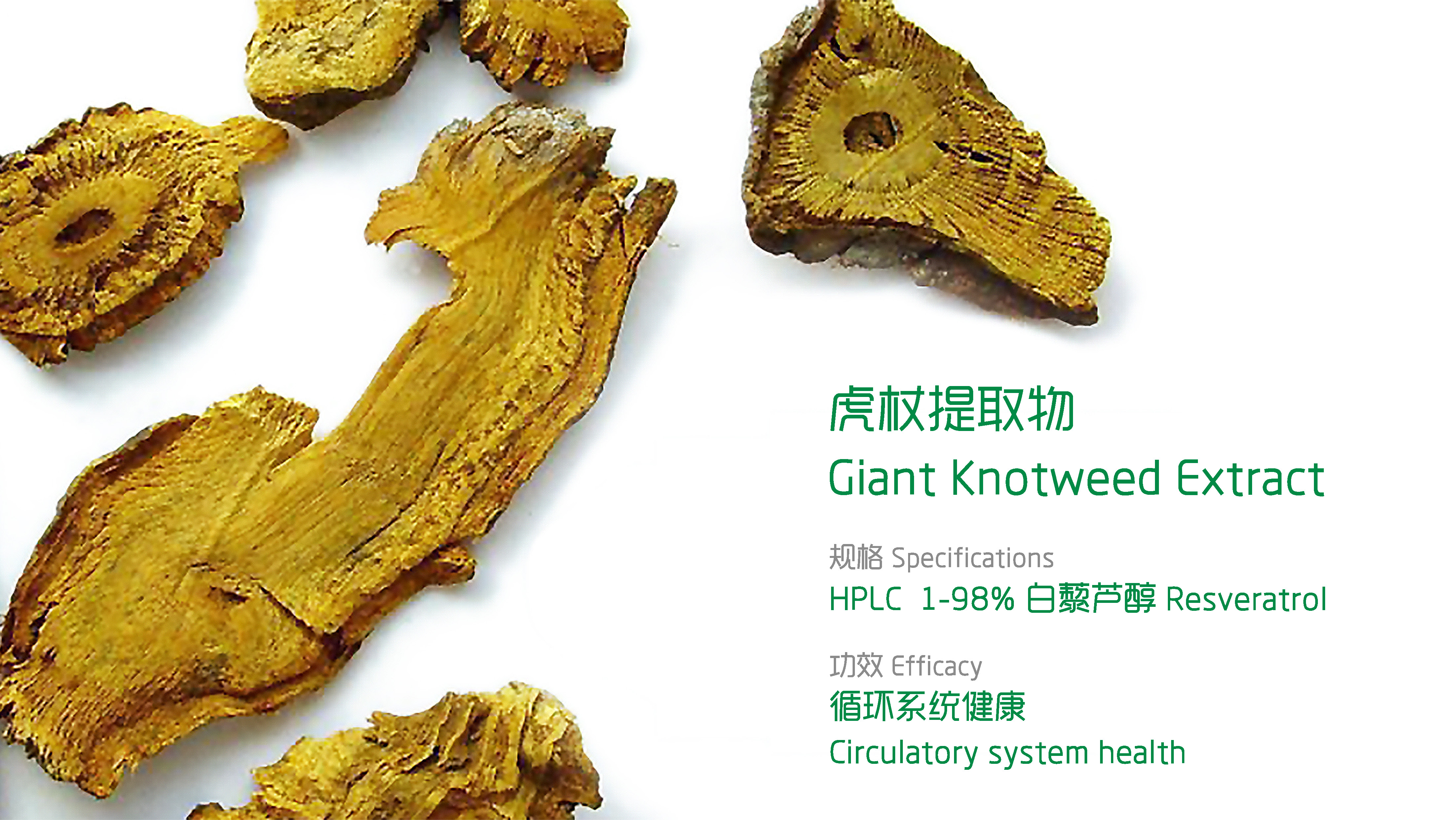 Giant Knotweed Extract