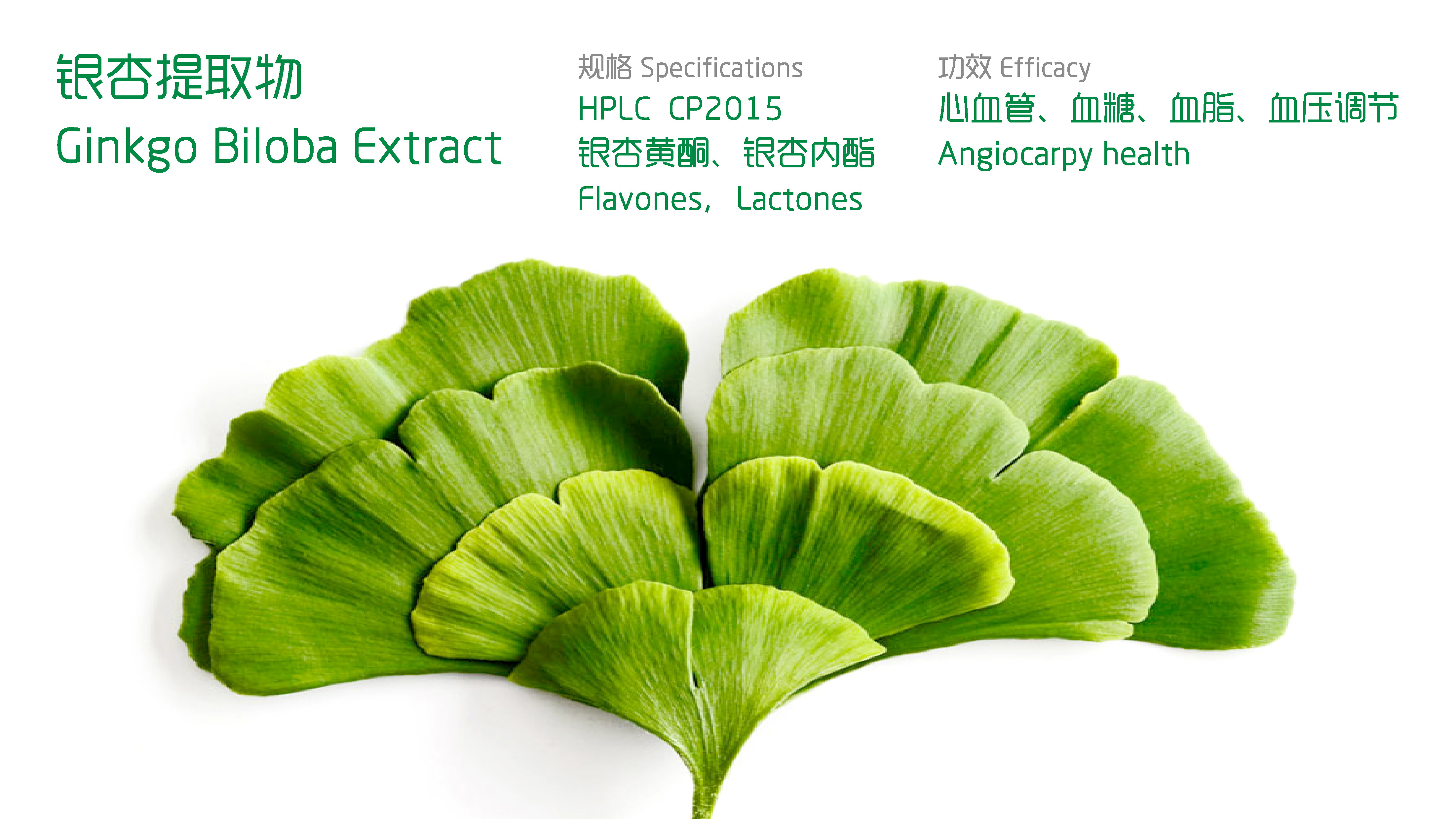 Ginkgo Biloba Extract