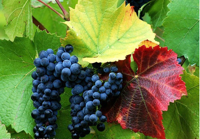 Grape seed exact