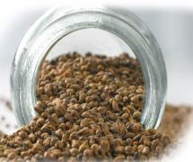 Grape Seed Extract