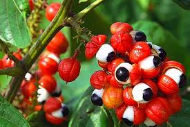 Guarana Extract