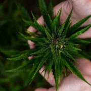 Hemp SkinCare -Active Ingredients for Cosmetics with CBD