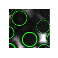 HiCore resin
