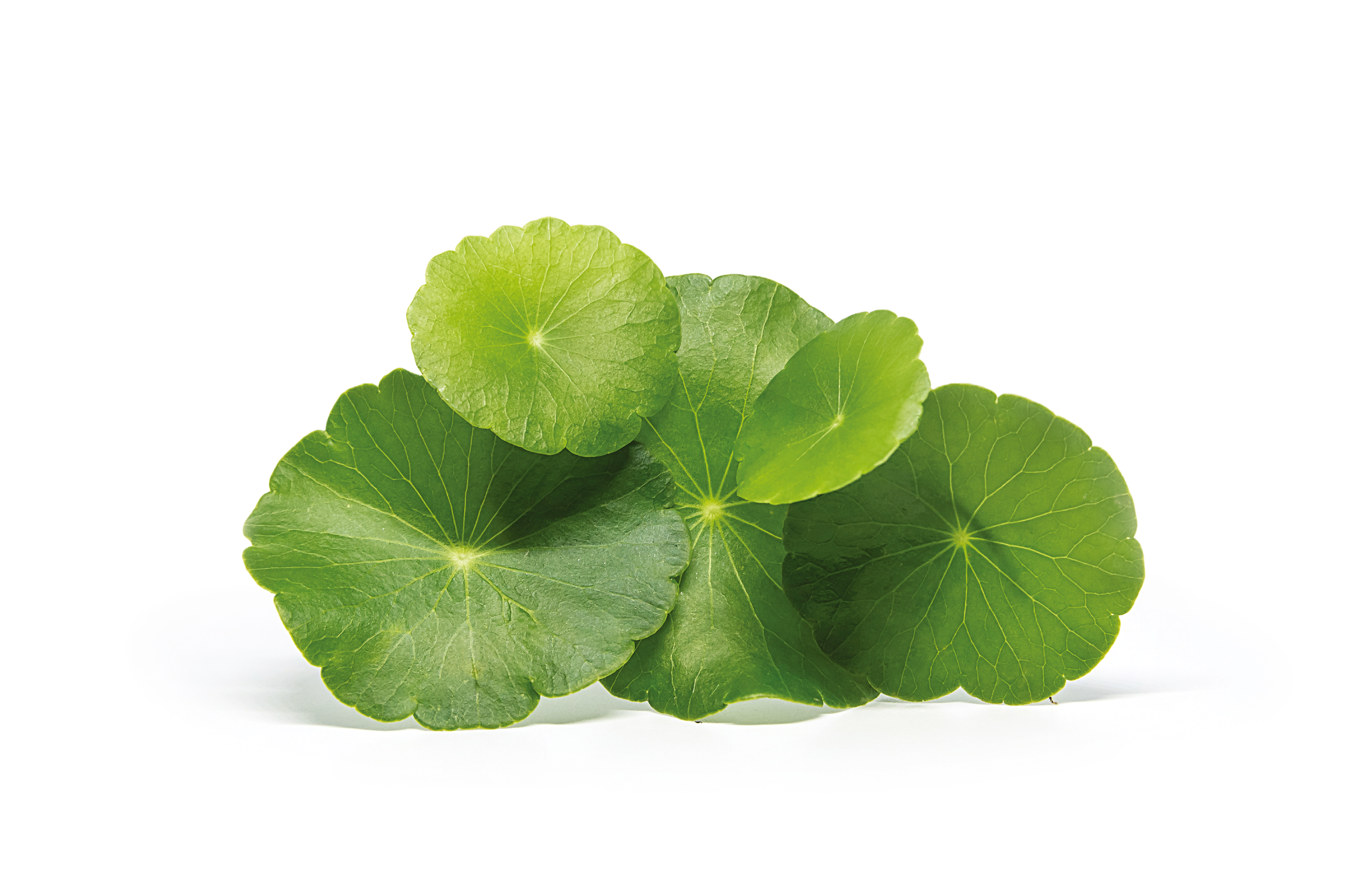 Himalca™ - Centella Asiatica(Gotu Kola) Extract 2