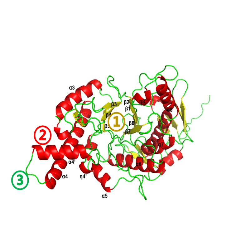 Hyaluronidase