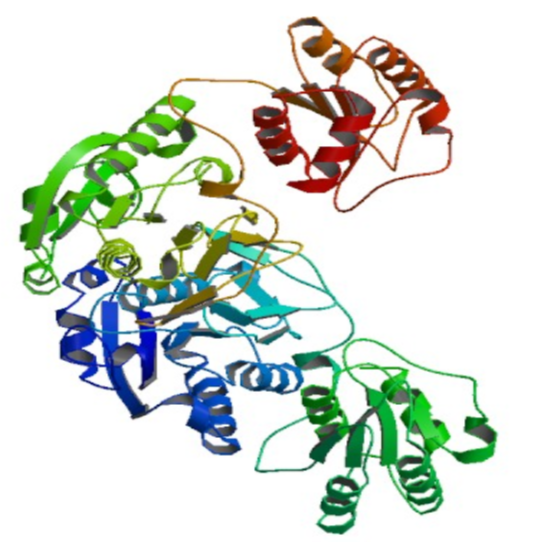 L-Asparaginase & PEG-L-Asparaginase.